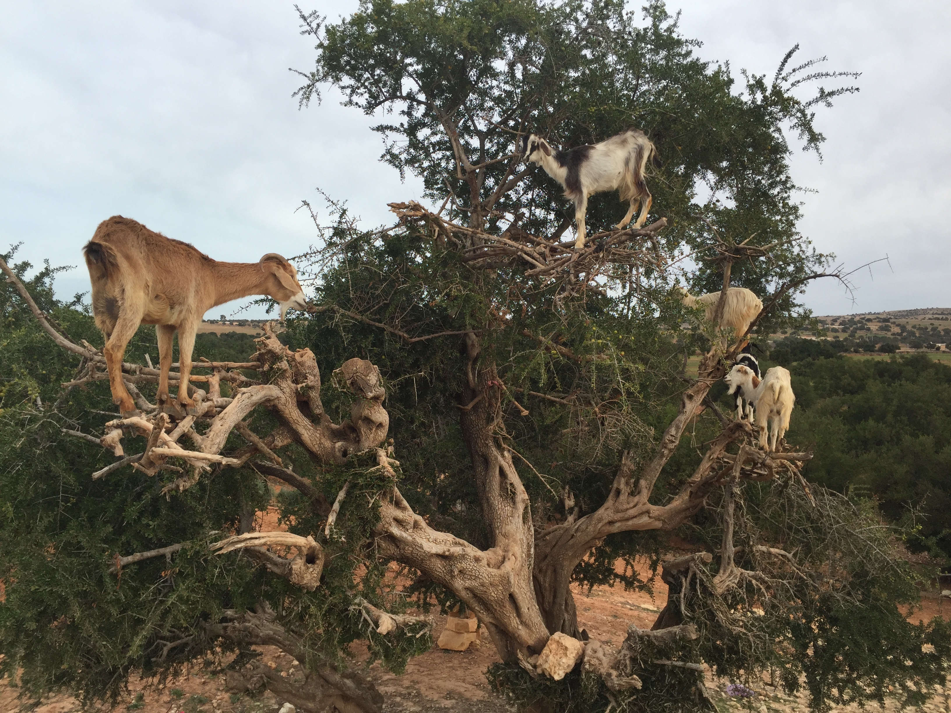 Tree Goats